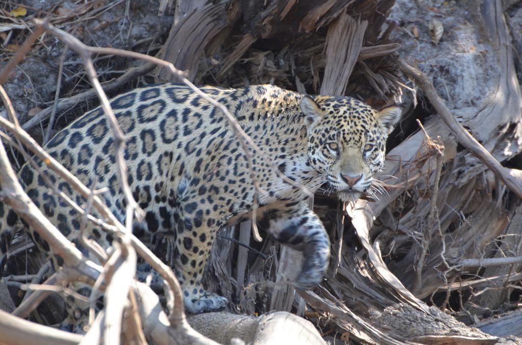 Pousada Reserva Ecologica Jaguar Poconé Екстериор снимка