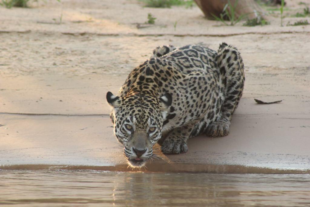 Pousada Reserva Ecologica Jaguar Poconé Екстериор снимка