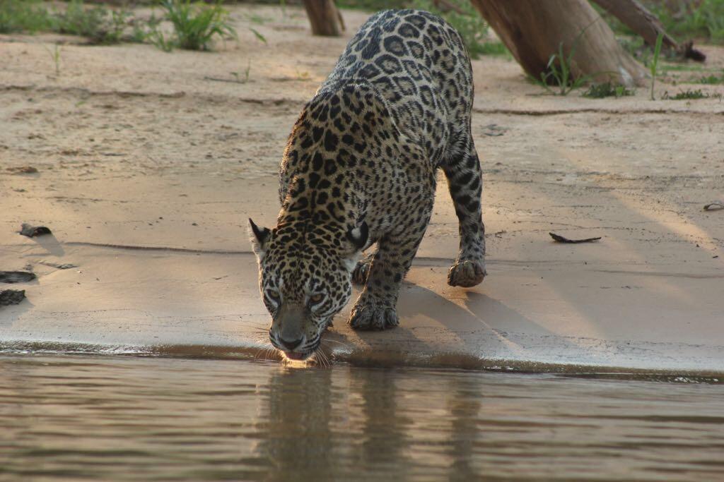 Pousada Reserva Ecologica Jaguar Poconé Екстериор снимка