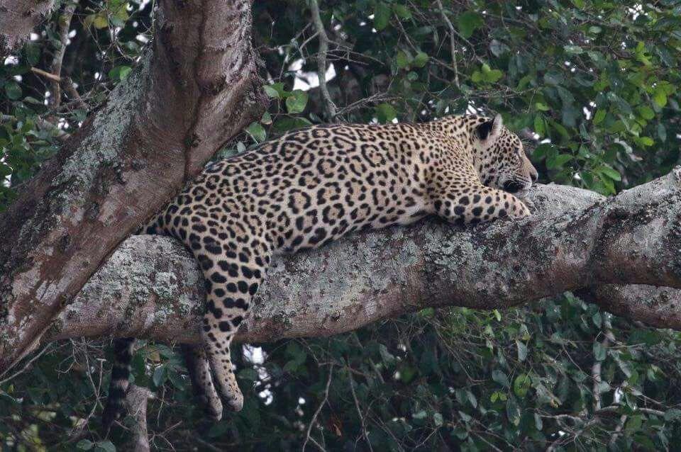 Pousada Reserva Ecologica Jaguar Poconé Екстериор снимка