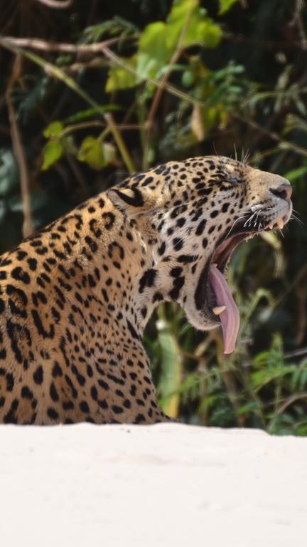 Pousada Reserva Ecologica Jaguar Poconé Екстериор снимка