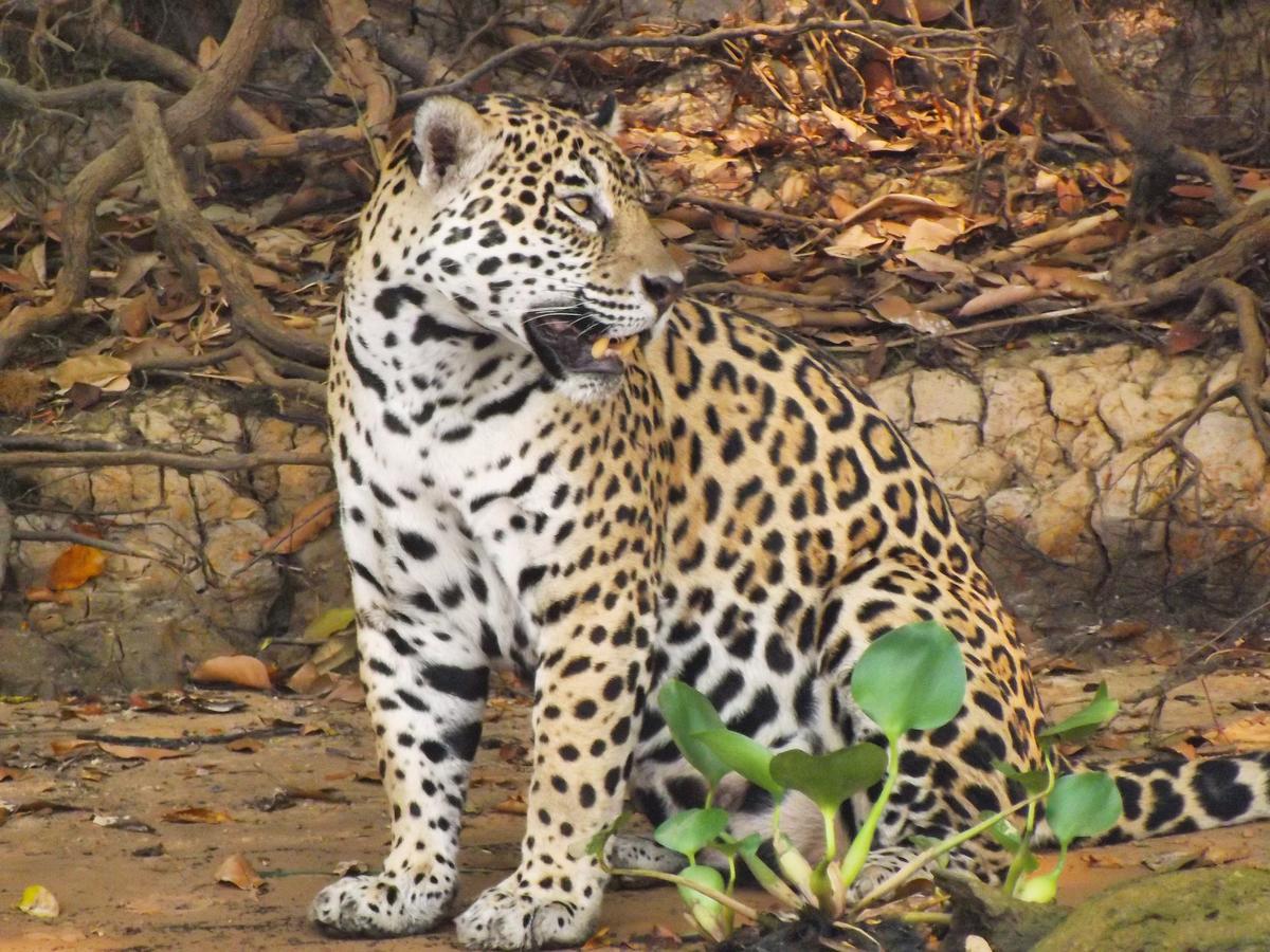 Pousada Reserva Ecologica Jaguar Poconé Екстериор снимка