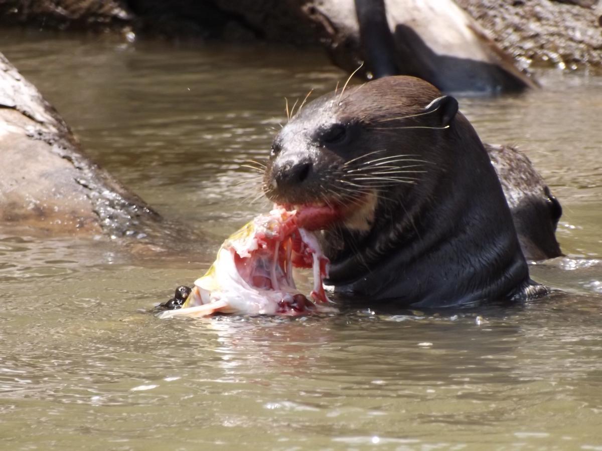 Pousada Reserva Ecologica Jaguar Poconé Екстериор снимка
